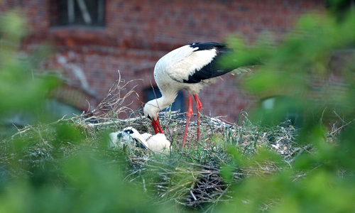 Storchenfamilie in Schewecken/Żywkowo © Markus Nowak