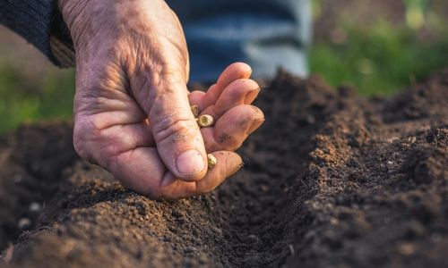 Gregor Johann Mendel ist vor allem für die Kreuzung von Erbsensorten bekannt. Mit 28 000 soll er experimentiert haben. ©encierro/AdobeStock