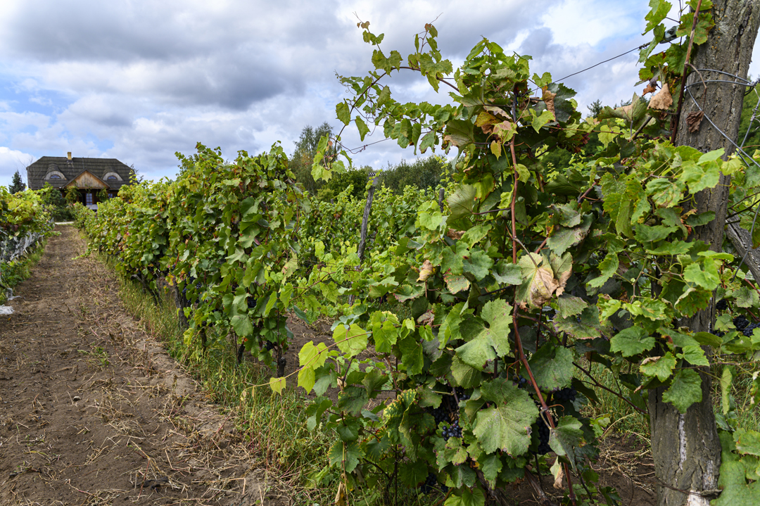 Das Weingut Winnica Miłosz in Loos/Łaz einige Kilo- meter östlich von Grünberg/Zielona Góra produziert seit 2015 wieder Schaumweine, die anknüpfend an die Grünberger Tradition Grempler Sekt genannt werden. © Cinematographer/AdobeStock