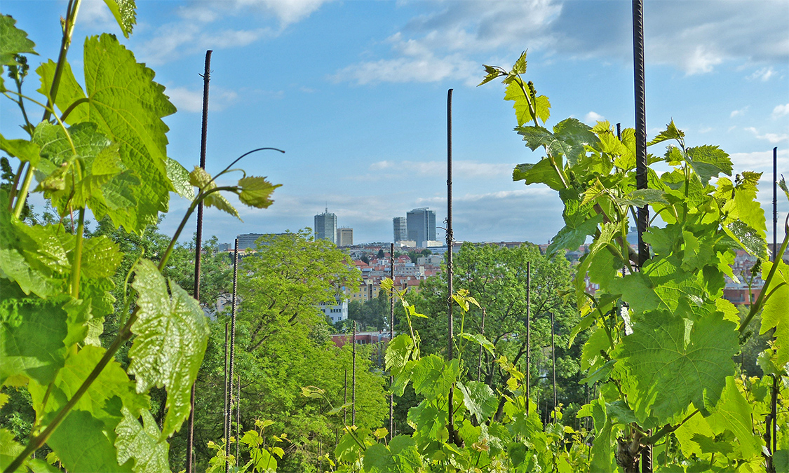 Von der Anhebung des Weinbergs lässt es sich gut auf ganz Prag blicken. Foto © Renate Zöller